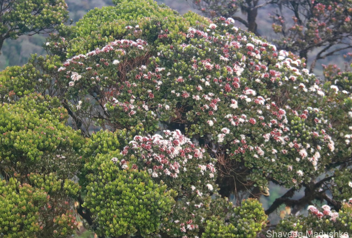 Syzygium montis-adam Kosterm.